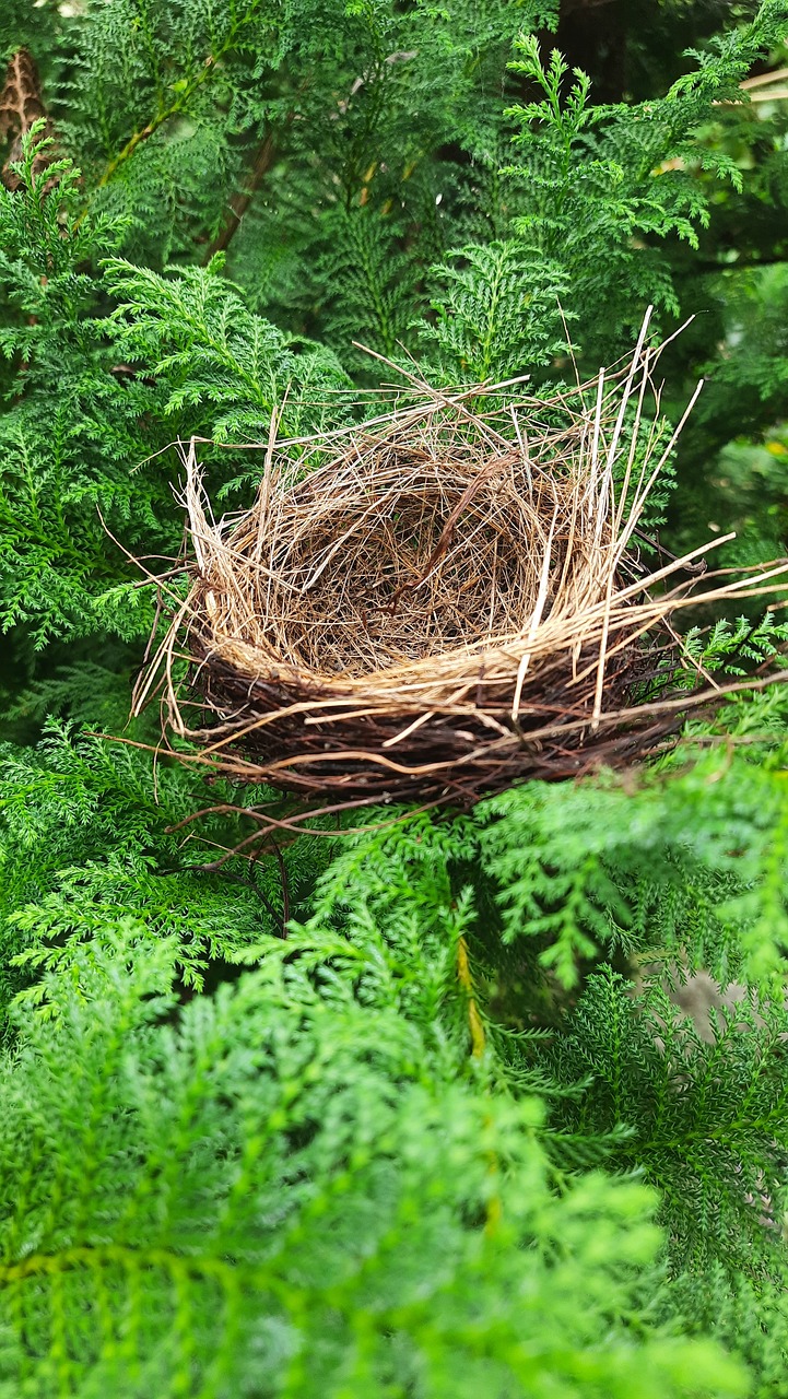 empty Nest Image by Shiva prasad Sharma from Pixabay